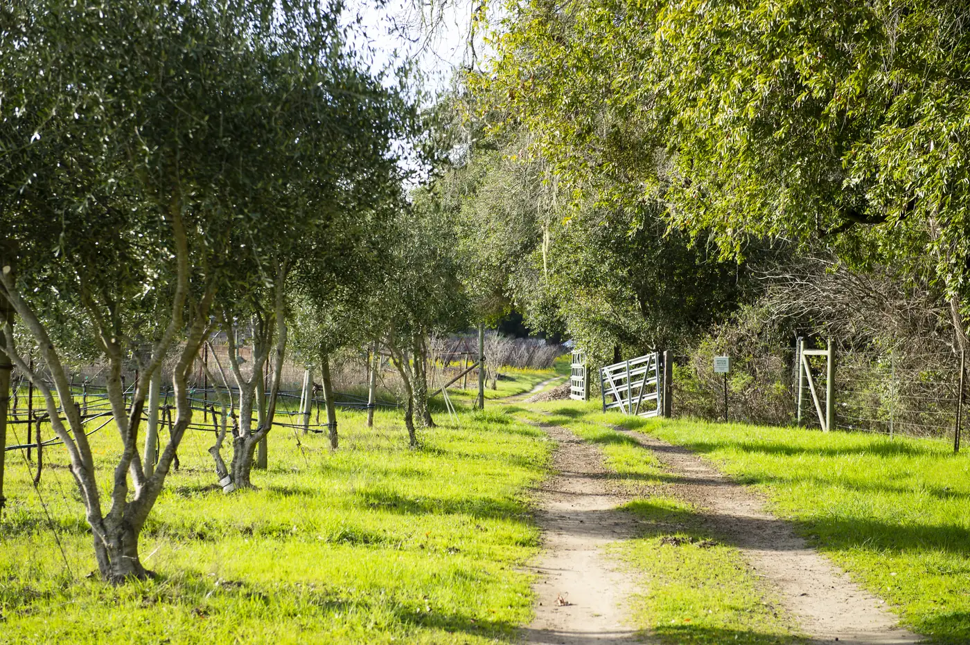 A mown track running between olive trees and a dormant vineyard toward an open white farm gate, in bright winter sun.